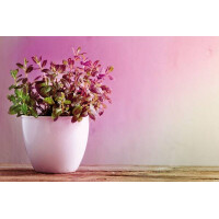 Grow Green Edition Filament 230V LED Reflektor E27 R63 R63 2